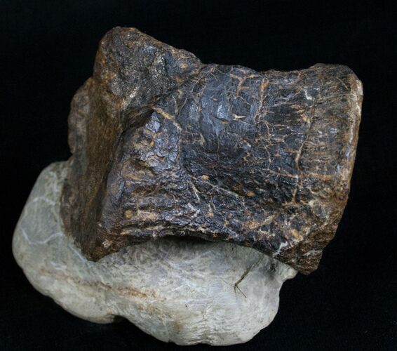 Camptosaurus Caudal (Tail) Vertebrae #5962